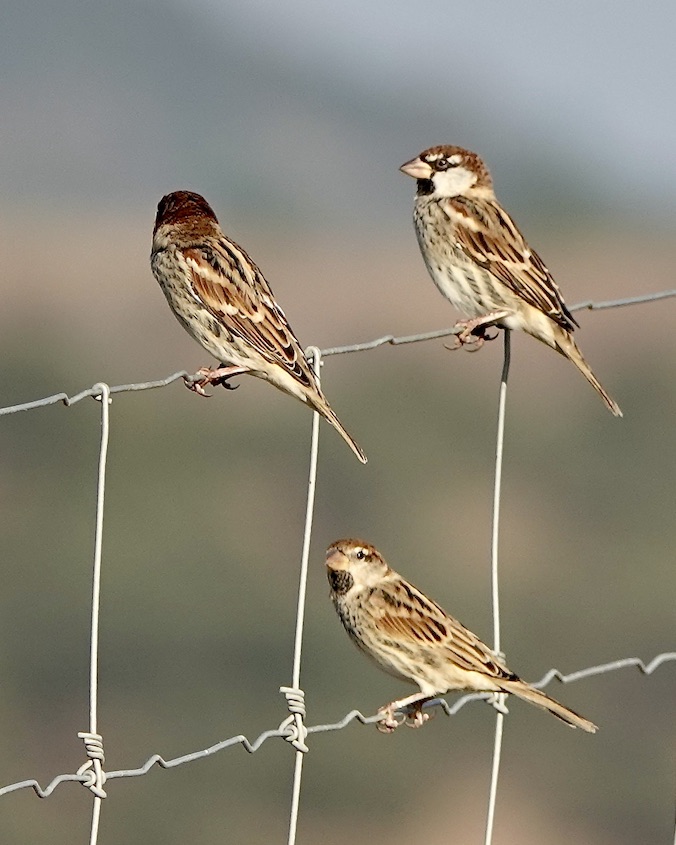 Spanish sparrow